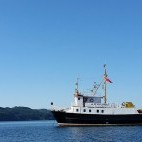 Isle of Mull whale watching boat trips and tours