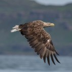 White-tailed eagle in Isle of Mull, Scotland