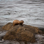 Otter