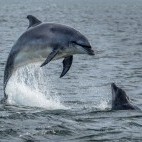 Bottlenose dolphin in Moray Firth, Scotland