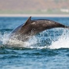 Bottlenose dolphin in Moray Firth, Scotland