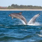 Bottlenose dolphin in Moray Firth, Scotland
