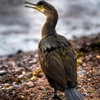 Cormorant in Moray Firth, Scotland