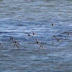 Oystercatchers in flight over Moray Firth in Scotland