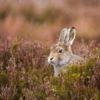 Mountain hare in Scotland