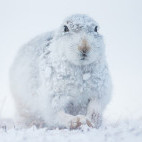 Mountain hare in the Cairngorms National Park, Scotland.