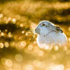 Mountain hare in the Cairngorms National Park, Scotland.
