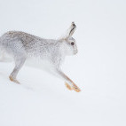 Mountain hare in the Cairngorms National Park, Scotland.