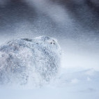 Mountain hare in the Cairngorms National Park, Scotland.