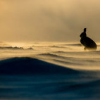 Mountain hare in the Cairngorms National Park, Scotland.