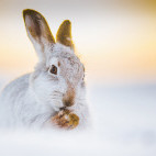 Mountain hare in the Cairngorms National Park, Scotland.