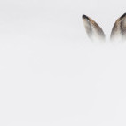 Mountain hare in the Cairngorms National Park, Scotland.