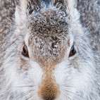 Mountain hare in the Cairngorms National Park, Scotland.