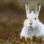 Mountain hare in the Cairngorms National Park, Scotland.