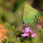 Green hairstreak in Isle of Mull, Scotland.