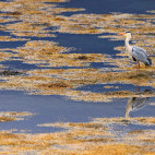 Grey heron in Isle of Mull, Scotland.
