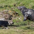 Grey seal bull, female and pup.