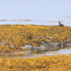 Otter in Isle of Mull, Scotland.