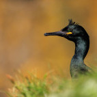 Shag in Isle of Mull, Scotland.