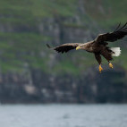 White-tailed eagle in Isle of Mull, Scotland.