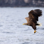 White-tailed eagle in Isle of Mull, Scotland.