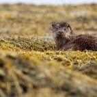 Otter in seaweed