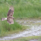 Hen harrier