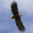 White-tailed eagle