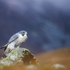 Peregrine falcon in Scotland