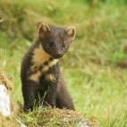 Pine marten in Scotland