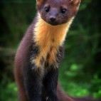 Pine marten in Scotland