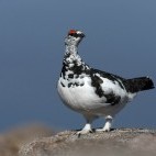 Ptarmigan in Scotland