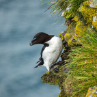 Razorbill