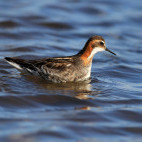 Red-necked phalarope