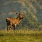 Red deer