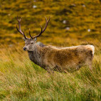 Red deer