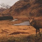 Red deer stag in Scotland
