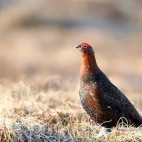 Red grouse