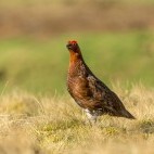 Red grouse in Scotland