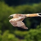 Red kite in Scotland