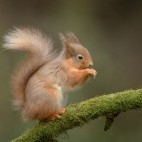 Red squirrel in the Scottish Highlands