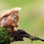 Red squirrel in Scotland