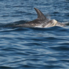 Risso's dolphin and calf