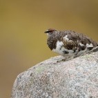Rock ptarmigan in the Scottish Highlands