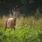 Roe deer in Scotland