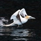 Gannet in the Shetland Islands.