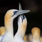 Pair of gannets in the Shetland Islands.