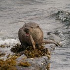 Otter in the Shetland Islands.