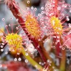 Sundew on the Shetland Islands.