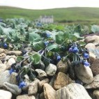 Wildflowers on the Shetland Islands.
